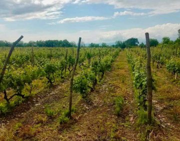 For sale 4155 m² land