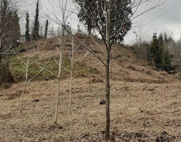 იყიდება 5000 მ² მიწის ნაკვეთი